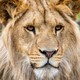 Safaripark Beekse Bergen 